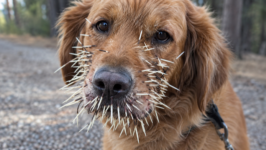 Your Dog Was Quilled by a Porcupine - Now What?