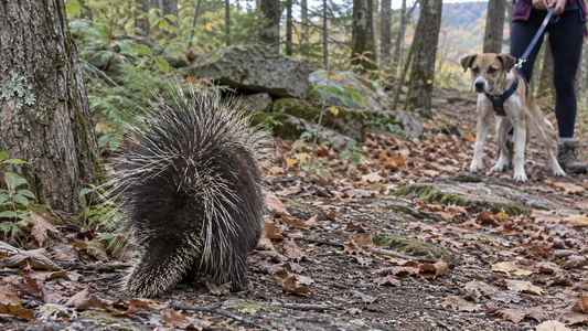 A Porcupine Didn’t Attack Your Dog