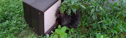 Is This Baby Porcupine Really Orphaned?