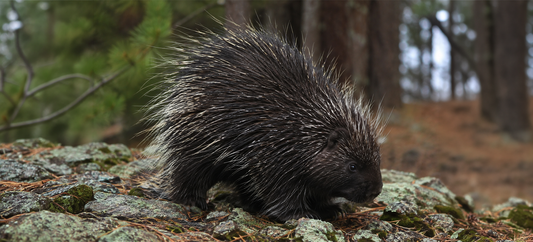 When the Porcupine Phone Rings